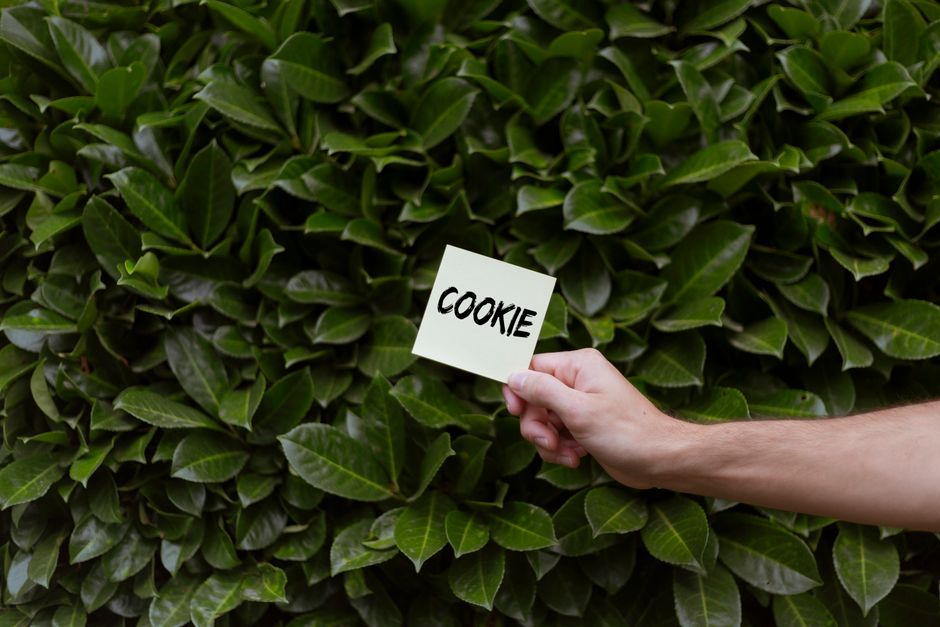 A close-up image showing a person's hand holding a small white square card with the word 'COOKIE' written in black ink. The card is positioned in front of a dense, neatly trimmed hedge of dark green, glossy leaves. The hedge forms a lush, uniform backdrop, indicating a well-maintained garden or outdoor space. The person's arm is visible, extending from the right side of the image, and the hand appears to be poised to place the card against the foliage. The lighting suggests natural daylight, highlighting the texture and vibrant color of the leaves. This setting reflects a tidy outdoor garden area that could be part of a residential yard in Leyton or nearby in East London, with a focus on garden maintenance and landscaping services by Gardeners Leyton.